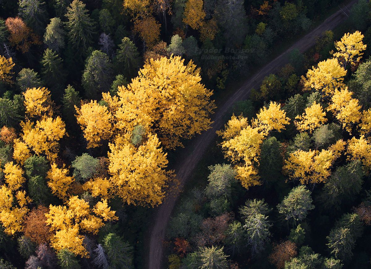 aerial-Ingria-Kasimovo-forest-autumn-FB.jpg